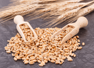 Wheat